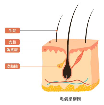 毛囊結構圖-水分子健髮原理