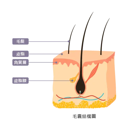 毛囊結構圖-水分子健髮原理