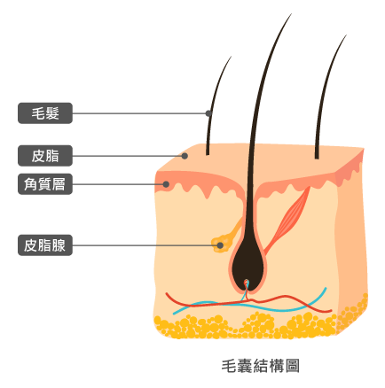 毛囊結構圖-桃園植髮術後保養