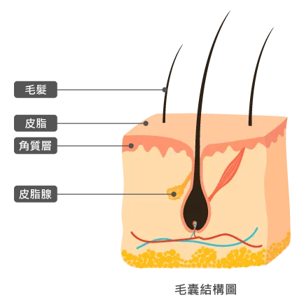 毛囊結構圖-水分子健髮原理